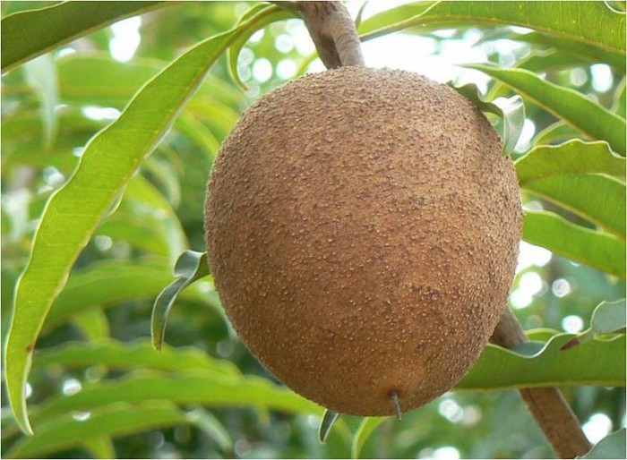 Fruto de Nispero Tiberio (Manilkara achras). Parcela experimental del CENFRUZU-CORPOZULIA. jpg